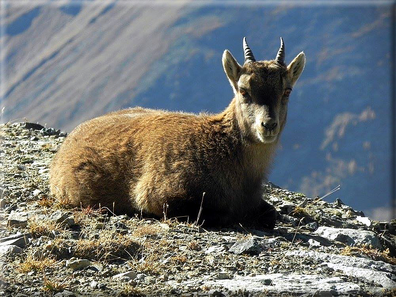 foto Corno del Camoscio